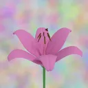 lilyf0x