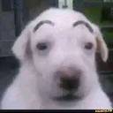 porcaroPOC's Avatar