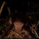 monkeyboy_idkalt