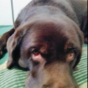 bbrokkingv2#0 avatar