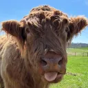 math.cow