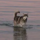 kezhound