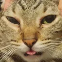 darthmitten