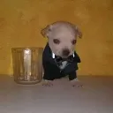 buscoamigosdesailorpiece avatar