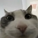 snurbs