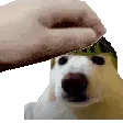 adidotio
