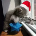 elusorykitty