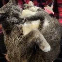 purpitrator