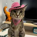 serpenteyes