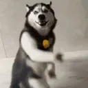 shnomie