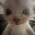 cc