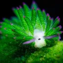 sargasso