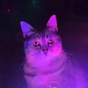 jimlu_curtsy