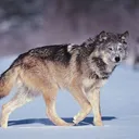 rapidwolf731