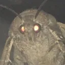 ricepigeon