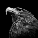 9sslackeagle0202