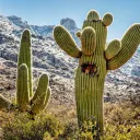 wildcactus51.