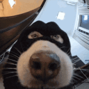 mowieeiq