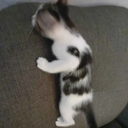 avatar penedetta