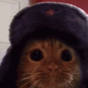 alittlelion