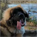einbrecher