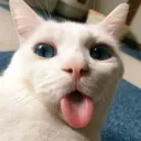 hgdhdgsgdgdg