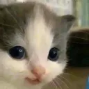 olibaby