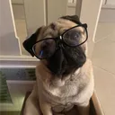 swattingpolice