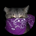 MAFIA | PUNKOG
