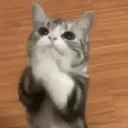 nektokol