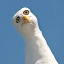 ryssk