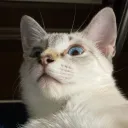 bozuhok