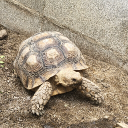 まりも