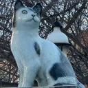 cute.cat