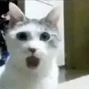 _datacat_