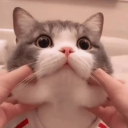 avatar hanny ˙ᵕ˙