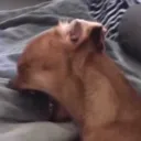 darxtorn