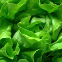 lettucemode