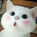 miaomiao