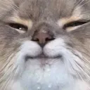 notexistedcat