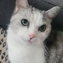 bibichut