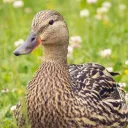 jujuducky787