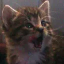 flyingkitty