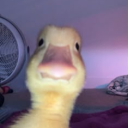 allanbis__45104