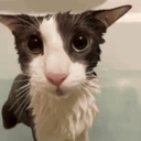 THEsoggycat