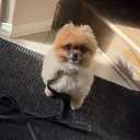 ptitpomiertyson
