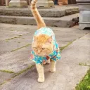 kittymmeow