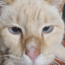 toksie124727