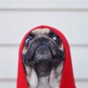gonzo__
