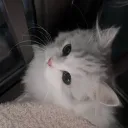 cosyomg